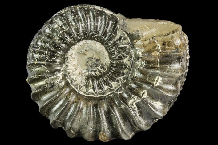Pyritized Ammonite (Pleuroceras) Fossil - Germany #125397